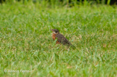 Turdus migratorius