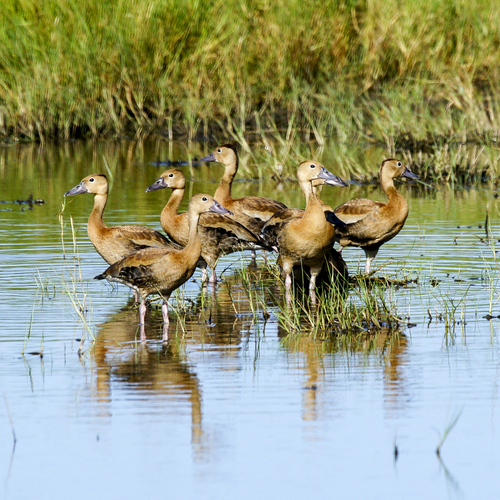 Dendrocygne à ventre noir, jeune