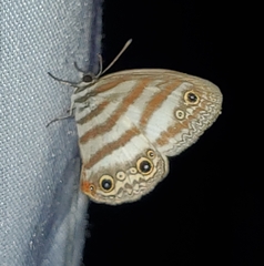 Euptychia