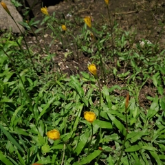 Zephyranthes citrina