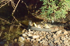 Ptilotula flavescens