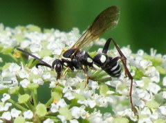 Ceropales maculata