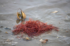 Sarcodiotheca gaudichaudii