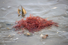 Sarcodiotheca gaudichaudii