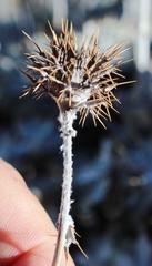 Berkheya rosulata