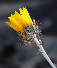 Berkheya rosulata