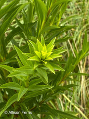 Solidago sempervirens
