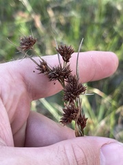 Rhynchospora glomerata angusta