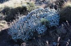 Berkheya rosulata