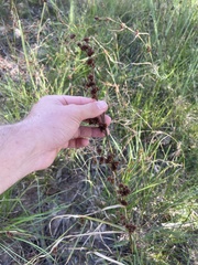 Rhynchospora glomerata angusta