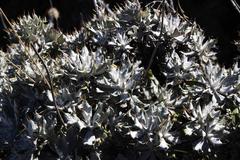 Berkheya rosulata
