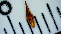 Rhynchospora glomerata angusta