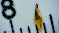 Rhynchospora glomerata angusta