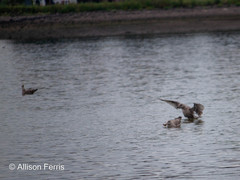 Larus argentatus
