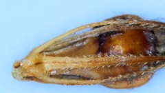 Rhynchospora glomerata angusta