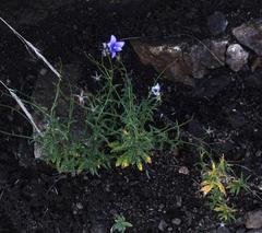 Wahlenbergia cuspidata