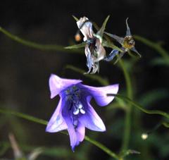 Wahlenbergia cuspidata