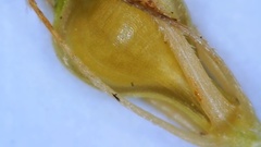 Rhynchospora glomerata angusta