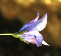 Wahlenbergia cuspidata