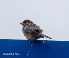 Passer domesticus
