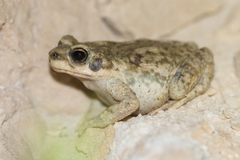 Duttaphrynus dhufarensis