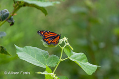 Danaus plexippus