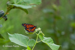 Danaus plexippus