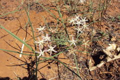 Asclepias stellifera