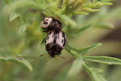 Zygogramma disrupta