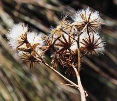 Senecio inornatus