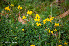 Lotus corniculatus