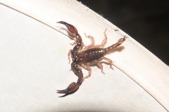 Chactas ozendai