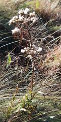 Senecio inornatus