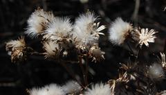 Senecio inornatus