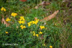 Lotus corniculatus