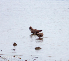 Larus argentatus