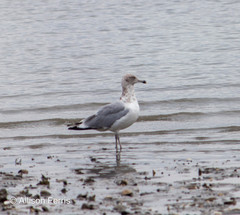Larus argentatus