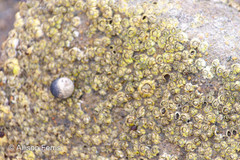 Semibalanus balanoides