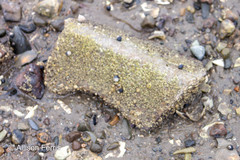 Semibalanus balanoides