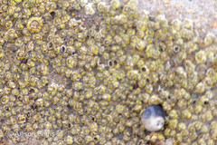 Semibalanus balanoides