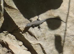 Ninurta coeruleopunctatus