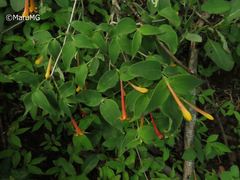 Bouvardia chrysantha