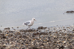 Larus argentatus