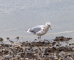 Larus argentatus