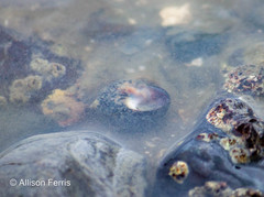 Testudinalia testudinalis