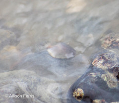 Testudinalia testudinalis