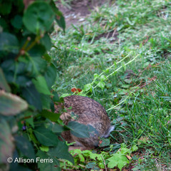 Sylvilagus floridanus