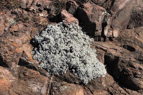 Crowded Everlasting (Helichrysum confertum)