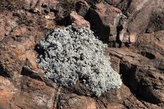 Helichrysum confertum