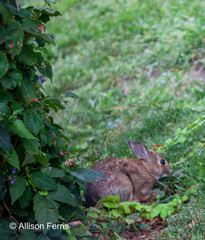 Sylvilagus floridanus